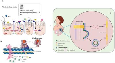 Advances in phage display based nano immunosensors for cholera toxin